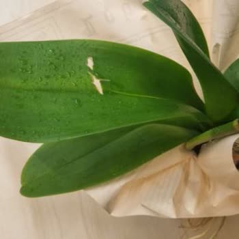 ÇiçekSepeti Çiçek Sepetinin Gönderdiği Hatalı Ürün