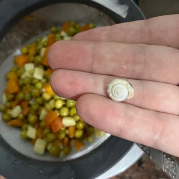 Tamek Marka Garnitürden Salyangoz Çıktı