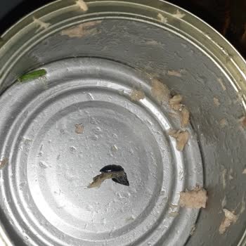 Dardanel Ton Balığı Konservesinde Böcek