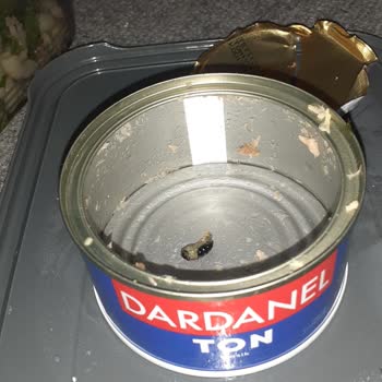 Dardanel Ton Balığı Konservesinde Böcek