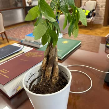 ÇiçekSepeti Sipariş Edilen Hediye Bitki Rezil Halde Teslim Edildi