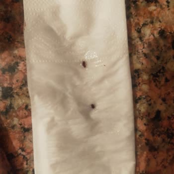 Onur Halı Yıkama (Bursa) Halılarım Nerede, Firma Neden Telefonlarını Açmıyor