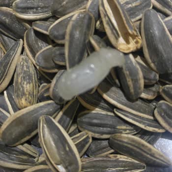 Malatya Pazarı Murat Palancı Çekirdekteki Şaşırtıcı Bulgu Ve Hijyen Endişesi