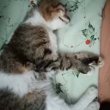 Altındağ Belediyesi Sokak Kedisi Tedavisi İçin Yardım