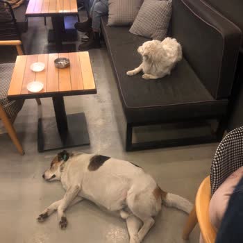 Coffee And Study Sakarya Serdivan Coffe And Study Hayvan Barınağına Dönmüş Durumda