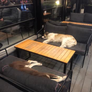 Coffee And Study Sakarya Serdivan Coffe And Study Hayvan Barınağına Dönmüş Durumda