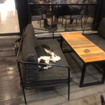 Coffee And Study Sakarya Serdivan Coffe And Study Hayvan Barınağına Dönmüş Durumda