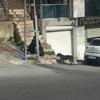 Gaziosmanpaşa Belediyesi Başıboş Köpek Sorunu
