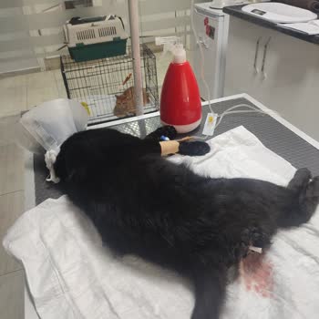 Whiskas Kedim Ölümden Döndü