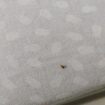 Sağlık Bakanlığı Hastane Odalarının Daha İyi İlaçlanması Ve Temizlenmesi Talebi