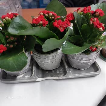 ÇiçekSepeti Hediye Gelen Çiçeğin Saksısı Kırıktı. Telafi Edilmedi.