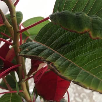 ÇiçekSepeti Ölü Gelen Çiçek