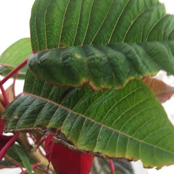 ÇiçekSepeti Ölü Gelen Çiçek