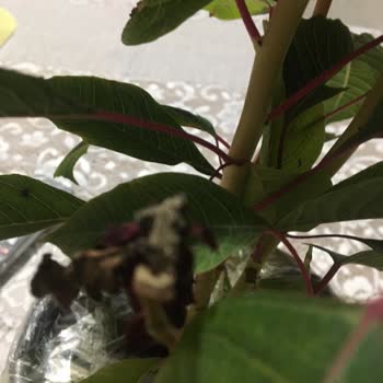 ÇiçekSepeti Ölü Gelen Çiçek