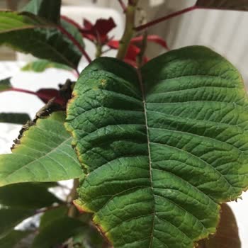 ÇiçekSepeti Ölü Gelen Çiçek