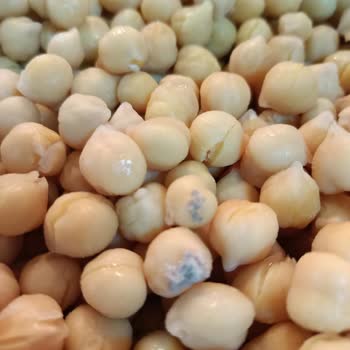 Yayla Bakliyat Yayla Nohut Küflü