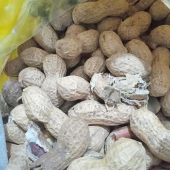 Amigo Fıstık Kurtlu Ve Küflü