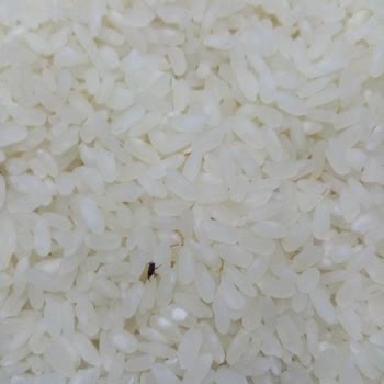 A101 Pirincin İçinden Böcek Çıktı