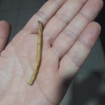 Çerezya " Odun Parçası "