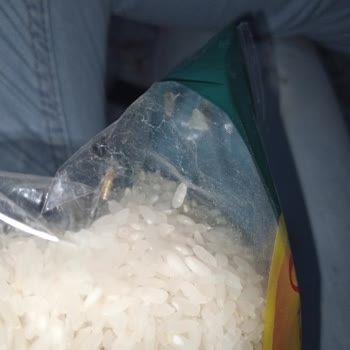 Tat Bakliyat Ovadan Pirinç Güvelenme Problemi