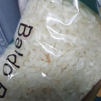 Tat Bakliyat Ovadan Pirinç Güvelenme Problemi
