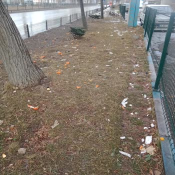 Erzurum Büyükşehir Belediyesi Palandöken Abdurrahman Sokak Köpeği