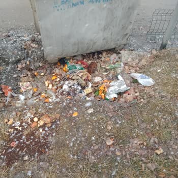 Erzurum Büyükşehir Belediyesi Palandöken Abdurrahman Sokak Köpeği