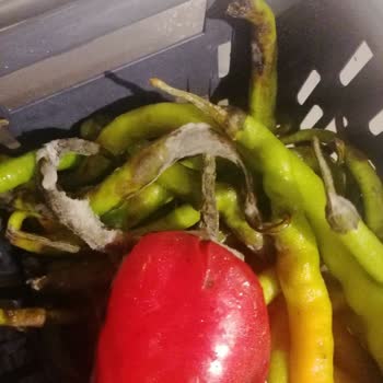 Grundig Buzdolabı Yiyecekleri Çürütüyor