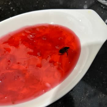 Toros Bilgiç Gül Reçelinden Böcek Çıktı!