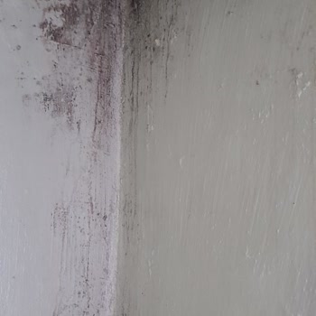 Moldrox Hiçbir Faydası Yok