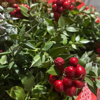 Çiçek Sepeti Görsele Uymayan Çiçek Gönderimi