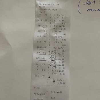 Fatih Hayvan Hastanesi Veteriner Hüsranı: Kedim Ve Yaşadığımız Mağduriyet