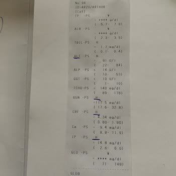 Fatih Hayvan Hastanesi Veteriner Hüsranı: Kedim Ve Yaşadığımız Mağduriyet