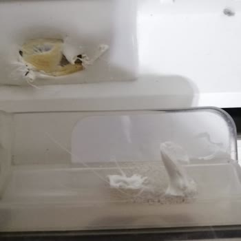 Xiaomi Mi Robot Vacuum Mop Essential 2 İn 1 Robot Süpürgenin Yanması