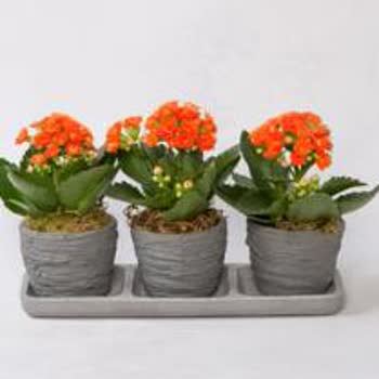 Çiçek Sepeti İyice Bozulmuş!