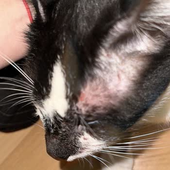 Foks Veteriner Kliniği Çocuğumuzu Yüzü Paramparça Halde Teslim Aldık!