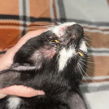 Foks Veteriner Kliniği Çocuğumuzu Yüzü Paramparça Halde Teslim Aldık!