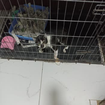 Foks Veteriner Kliniği Çocuğumuzu Yüzü Paramparça Halde Teslim Aldık!