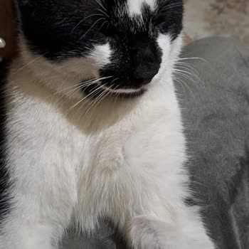 Foks Veteriner Kliniği Çocuğumuzu Yüzü Paramparça Halde Teslim Aldık!