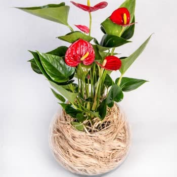 ÇiçekSepeti Ciceksepeti.com Yaptığın Haksızlık, Saygısızlık...