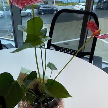 ÇiçekSepeti Ciceksepeti.com Yaptığın Haksızlık, Saygısızlık...