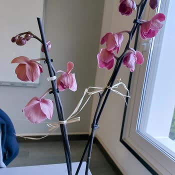 Çiçek Sepeti Köksüz Gönderilen Orkide