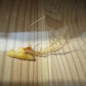 A101 Samba Maxi Cipsin İçinden Çıkan Cisim