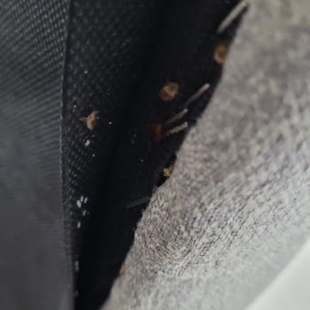 Yataş Yatak Baza Başlıkta Tahta Kurusu