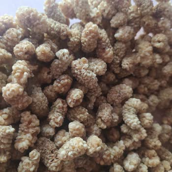 Leblebici Rahmi / Kurtlu Ürünler