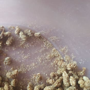 Leblebici Rahmi / Kurtlu Ürünler