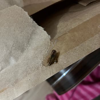 Pull And Bear Pakette Böcek Çıktı