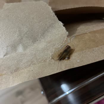 Pull And Bear Pakette Böcek Çıktı