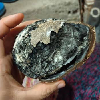 BİM Çürük Hindistan Cevizi