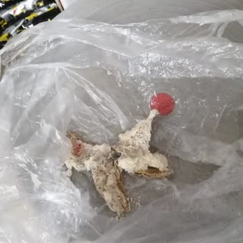 BİM Ekmekten Karton Çıktı